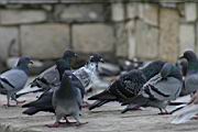 IMG_9636.JPG