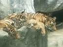 11TigerZoo005.JPG
