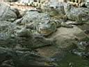12CrocodileZoo006.JPG
