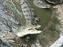 12CrocodileZoo009.JPG