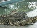 12CrocodileZoo013.JPG